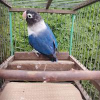 Agapornis personata testanera