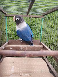 Agapornis personata testanera