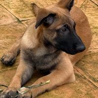 Cucciolo pastore belga Malinois