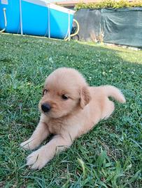 Cuccioli di Golden Retriever