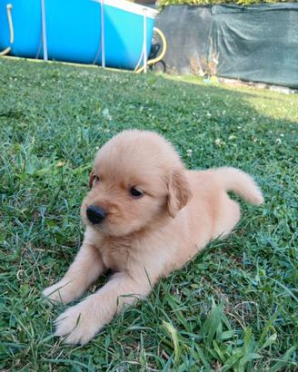 Cuccioli di Golden Retriever