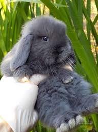 Cucciolo Nano Ariete Coniglio