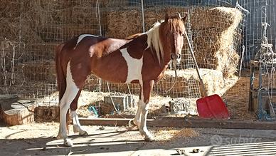 Pony