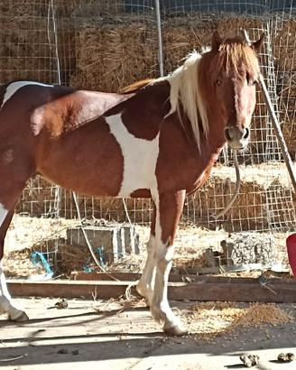 Pony