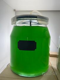 Fitoplancton natural per acquario