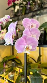 Orchidea Phalaenopsis Taisuco Anna