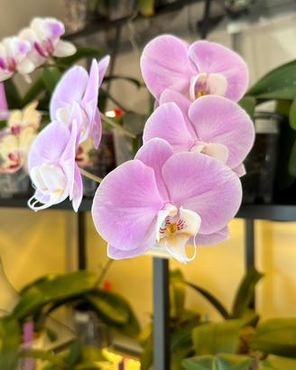 Orchidea Phalaenopsis Taisuco Anna