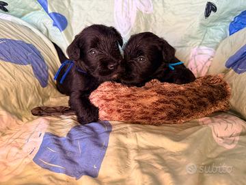Cuccioli schnauzer nano nero