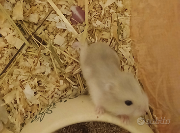 Criceti Winter White