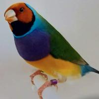 Diamanti di gould