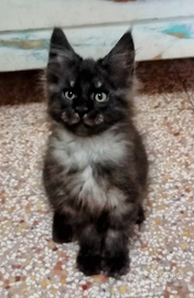Maine Coon Cuccioli vari colori