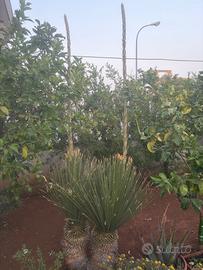 Palma Dasylirion Serratifolium