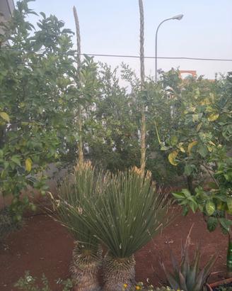Palma Dasylirion Serratifolium