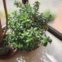 grande albero di giada 