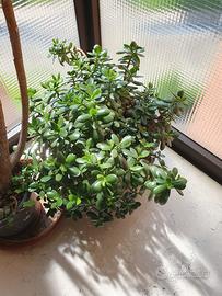 grande albero di giada 