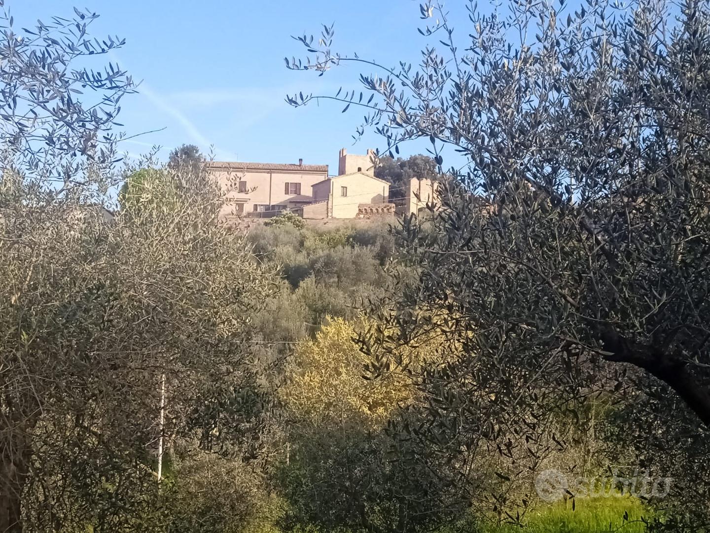 Oliveto a Coriano (RN) - Vista 3