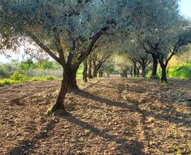 Terreno agricolo ad oliveto