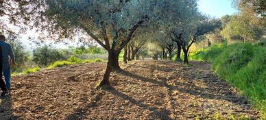 Terreno agricolo ad oliveto