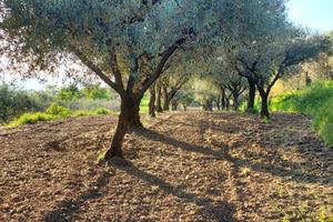 Terreno agricolo ad oliveto