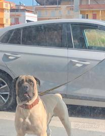 Corso disponibile per monta