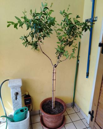 pianta melograno