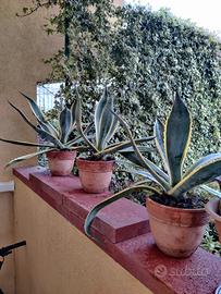 pianta agave 