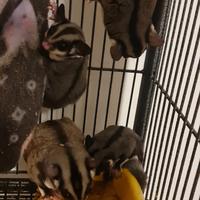 petauro dello zucchero