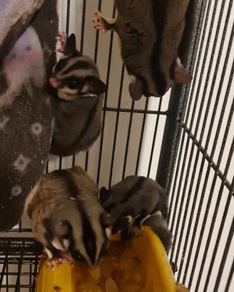 petauro dello zucchero