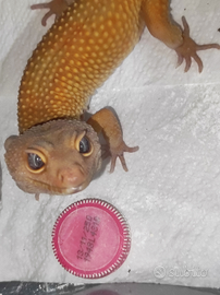 Geco leopardino MT pH ndbe