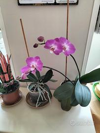 Dama compagnia notte