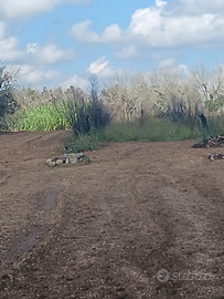 Vendita terreno agricolo