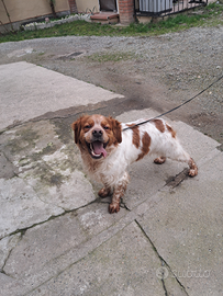 Breton maschio bianco arancio con petigree