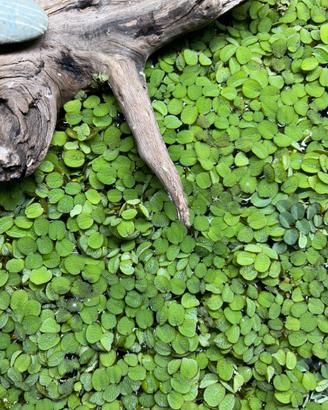 Salvinia natans