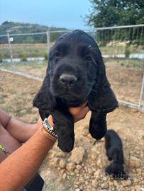 Cocker spaniel Nero Maschio