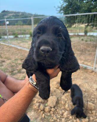 Cocker spaniel Nero Maschio