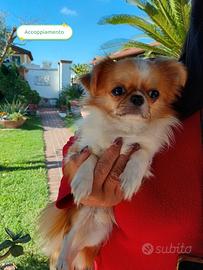 Chihuahua maschio accoppiamento