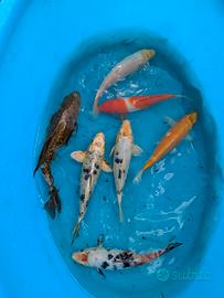 carpa Koi pesci laghetto