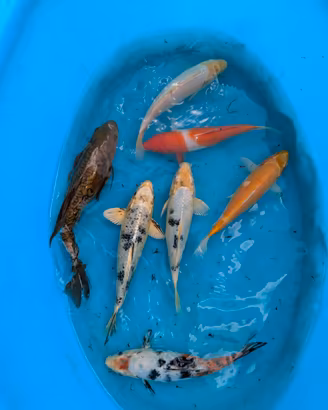 carpa Koi pesci laghetto