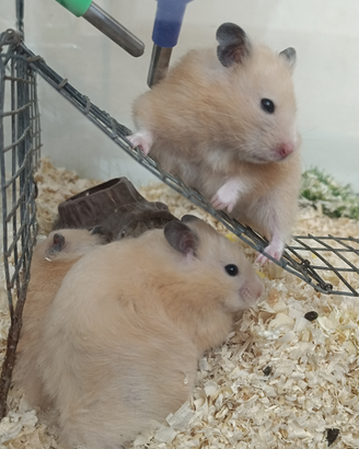 Criceti dorati abituati con i bambini