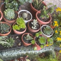 Piante grasse e succulente
