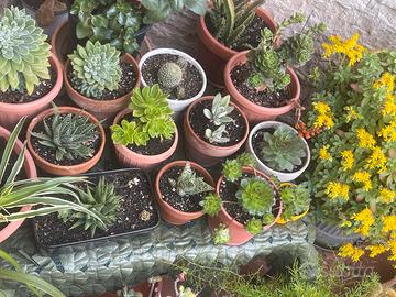 Piante grasse e succulente