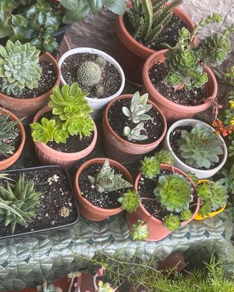 Piante grasse e succulente