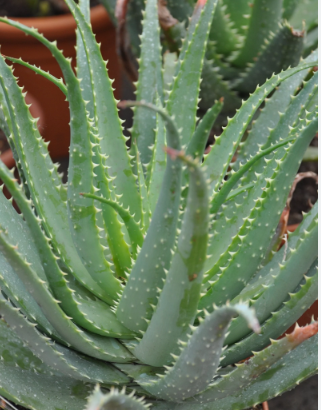 Pianta di aloe vera in vaso