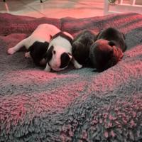 Cuccioli buldog francese