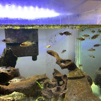 Avanotti aulonocara leggere bene