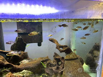 Avanotti aulonocara leggere bene