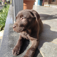 Cucciolo di labrador