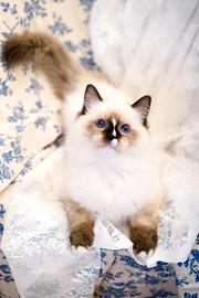 Ragdoll Gatto