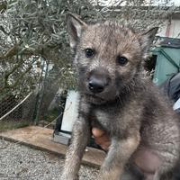 Cuccioli di Wolfdog