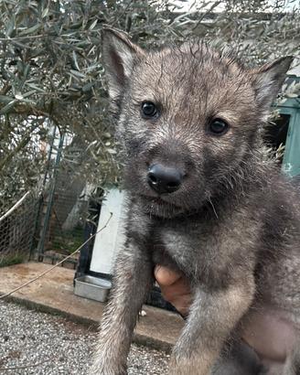 Cuccioli di Wolfdog
